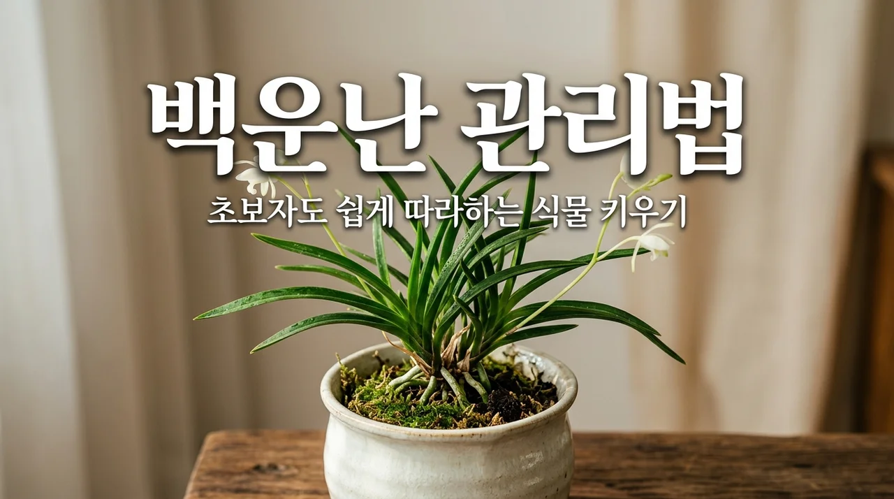 백운난이란 무엇인가? 특징과 올바른 키우기 관리법 총정리