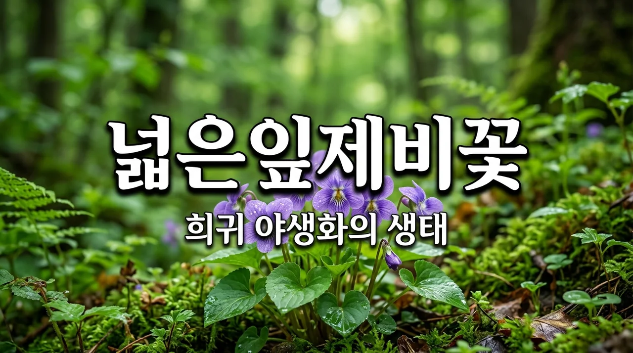 넓은잎제비꽃 특징과 생태: 우리가 보호해야 할 소중한 야생화