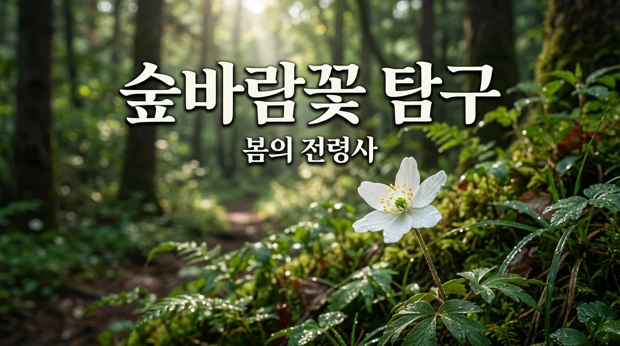 숲바람꽃의 매력과 특징, 봄의 정령을 만나는 시간