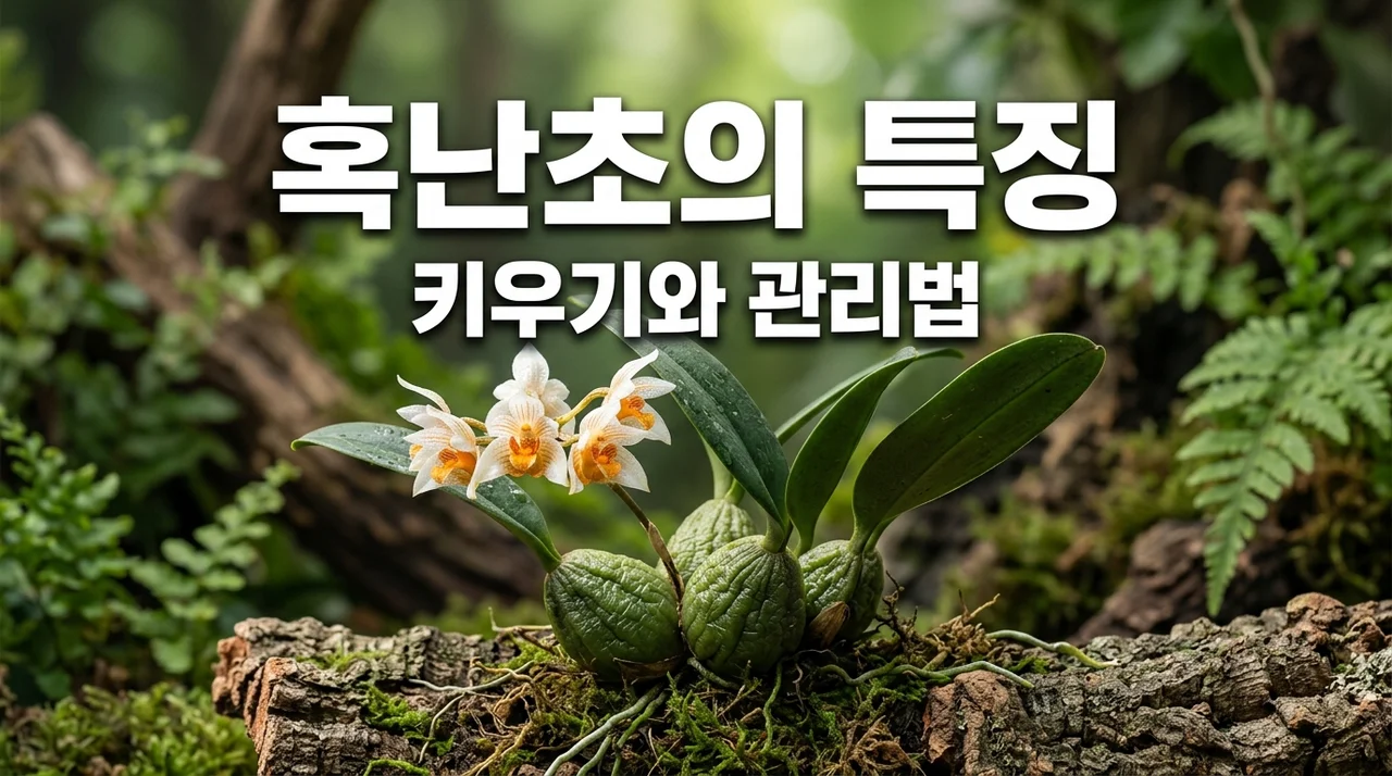 혹난초 특징과 재배 방법, 헛알줄기의 비밀을 파헤쳐 봐요