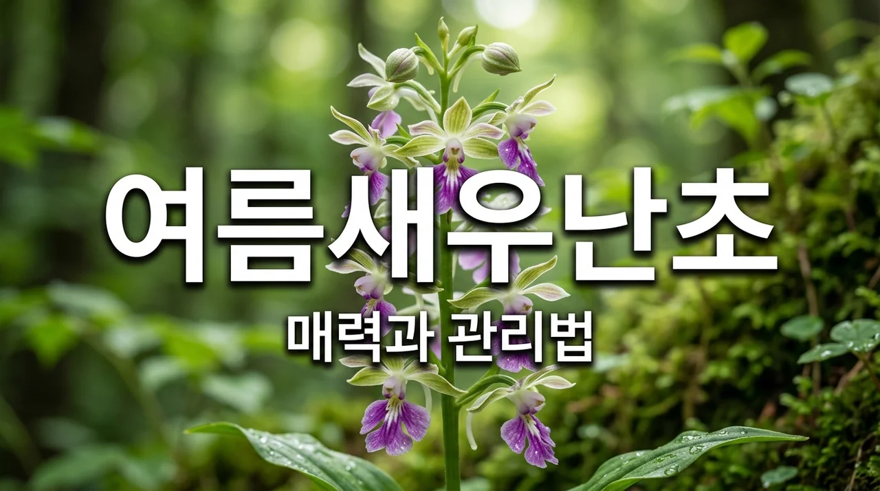 여름새우난초 특징과 매력, 정원 식재와 관리법 완벽 가이드