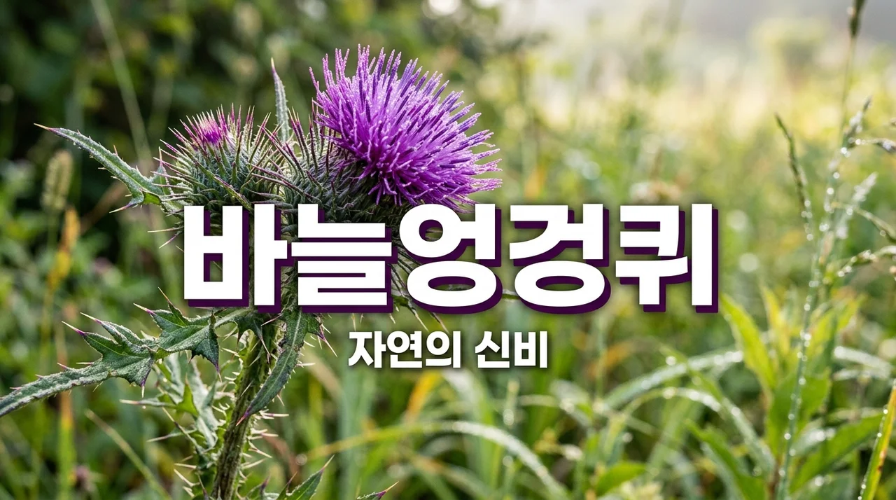 바늘엉겅퀴 효능과 특징, 자연이 선물한 놀라운 건강 식물