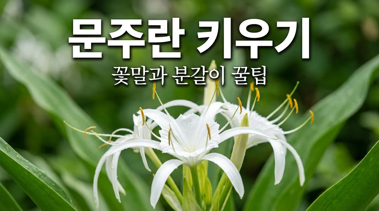 문주란 키우기 방법: 꽃말과 분갈이, 베란다에서 꽃 피우는 꿀팁