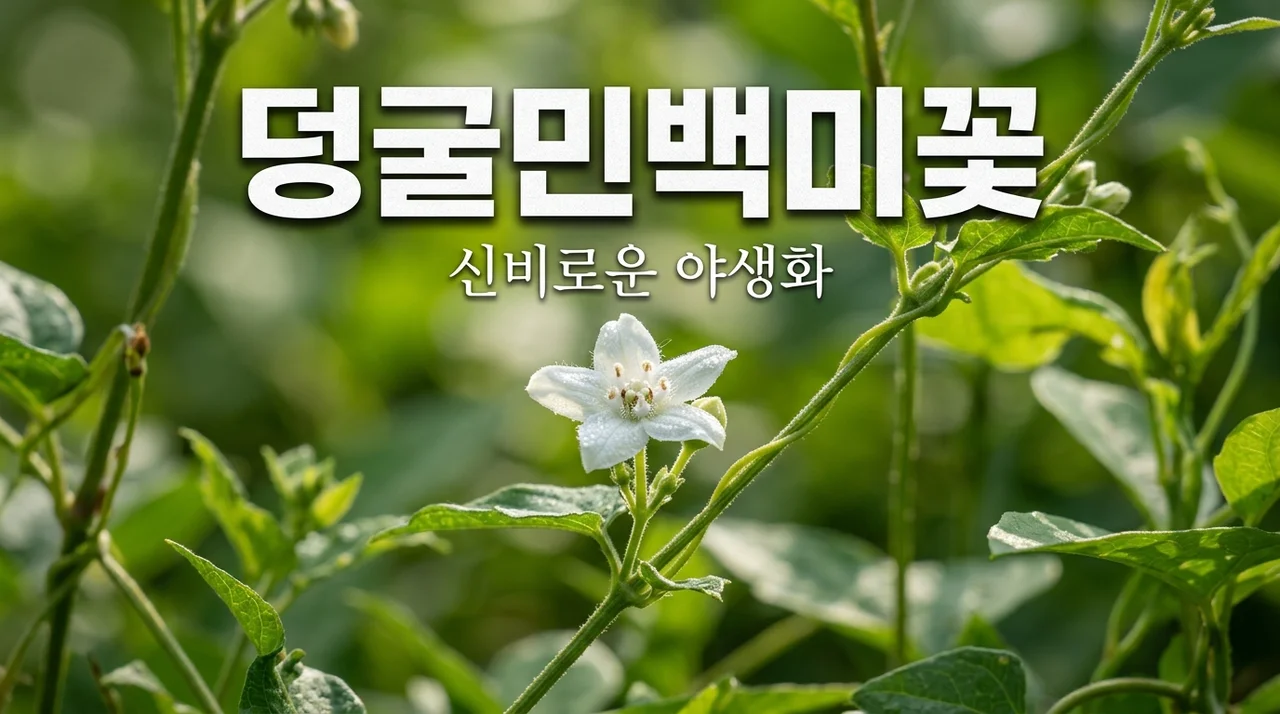 덩굴민백미꽃 특징과 키우기: 신비로운 야생화의 매력