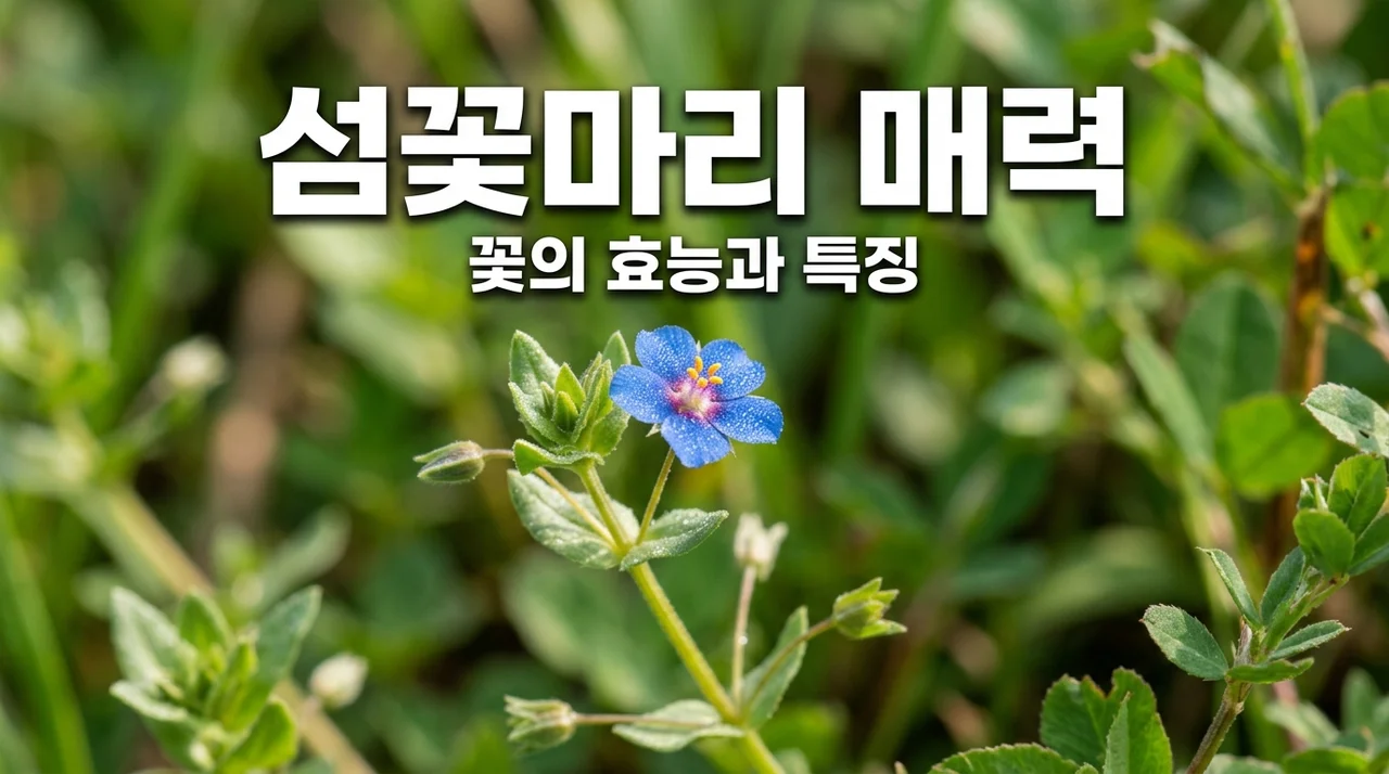 섬꽃마리 효능과 특징, 산야초 여행의 즐거움