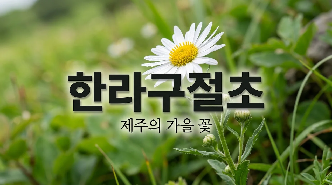 한라구절초, 제주 야생화의 매력과 특징 완벽 정리