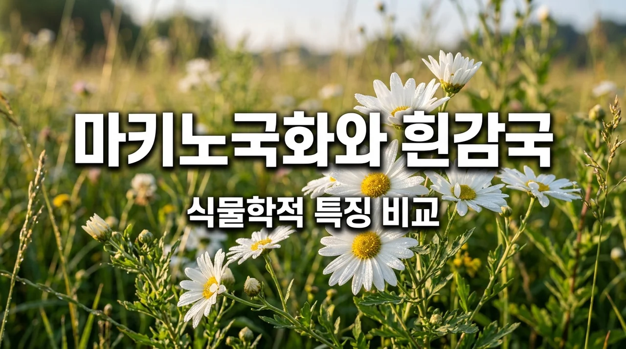 마키노국화와 흰감국, 식물학적 차이점과 매력 완벽 정리