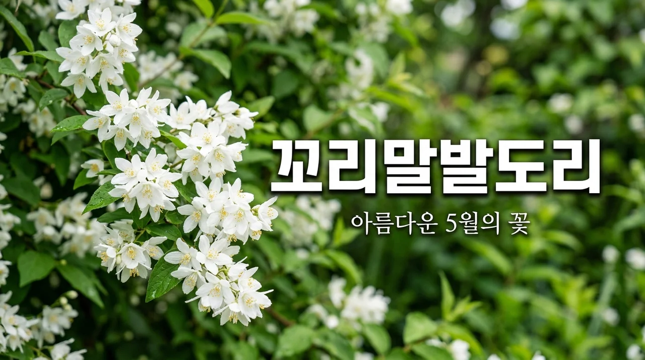 꼬리말발도리 특징과 매력, 5월 정원을 수놓는 하얀 꽃의 아름다움