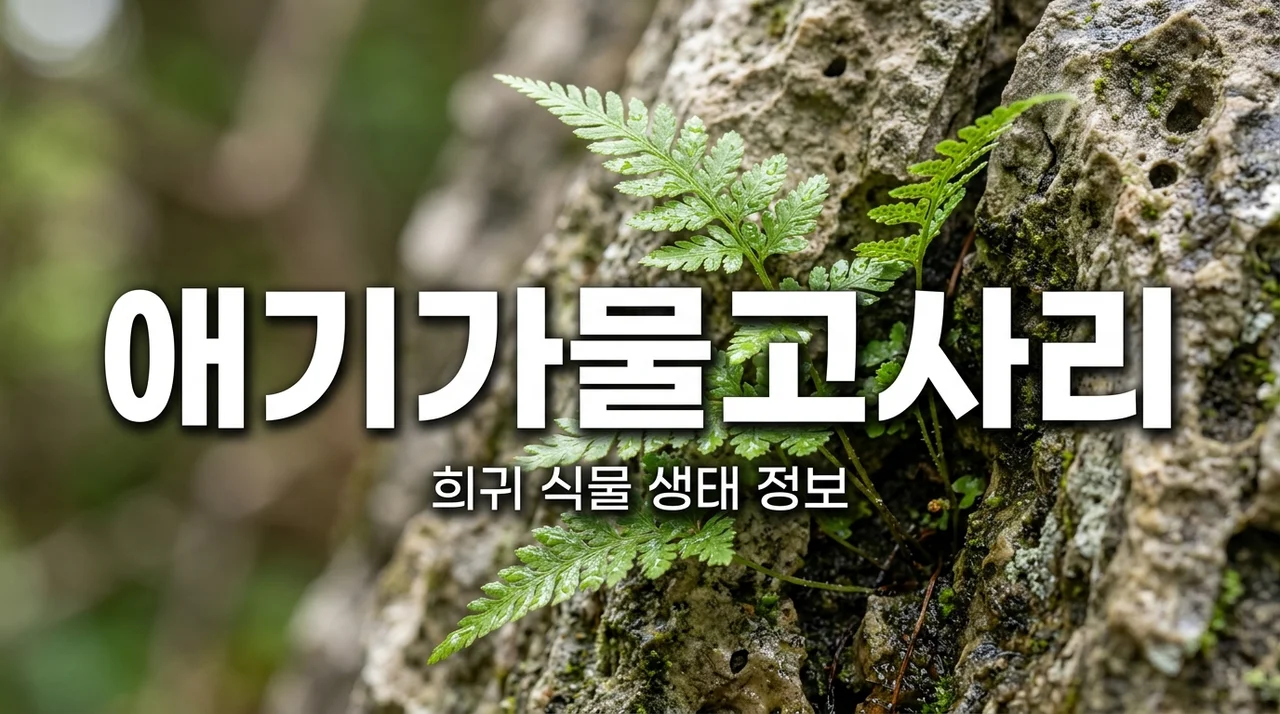애기가물고사리 특징과 서식지, 신비로운 식물 세계 탐구