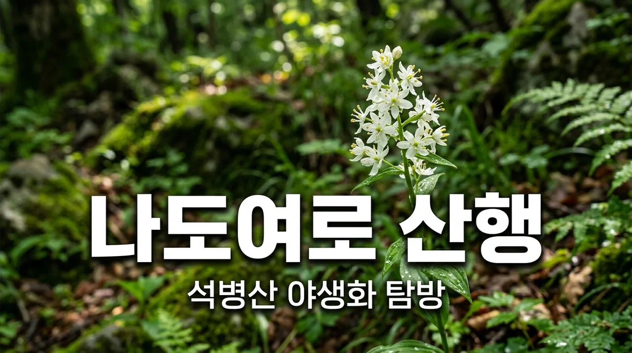 나도여로, 석병산 야생화 산행에서 꼭 찾아야 할 매력 포인트