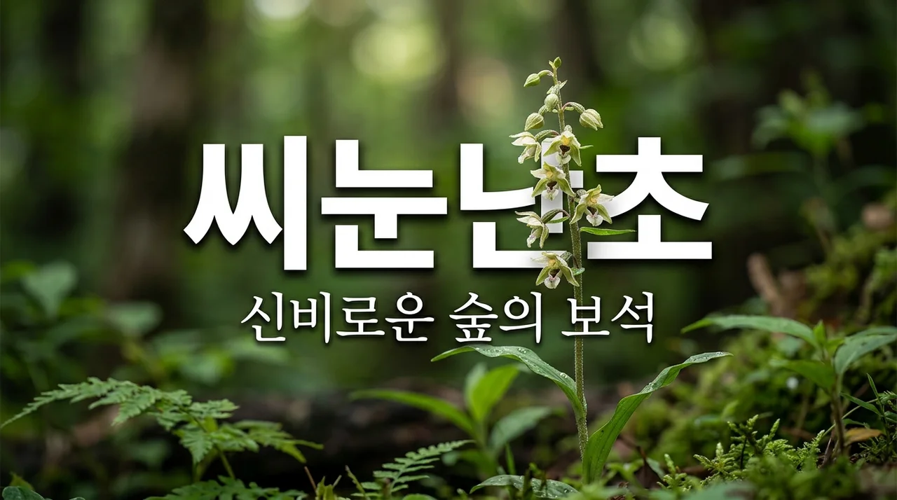 씨눈난초 특징과 매력: 숲속에서 만나는 작고 신비로운 꽃