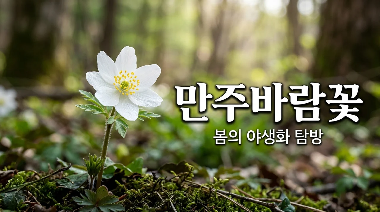 만주바람꽃 탐방 가이드: 봄을 알리는 작고 소중한 야생화