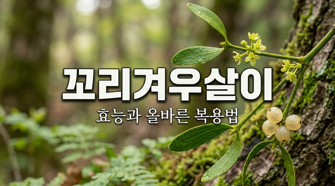 꼬리겨우살이 효능과 먹는법, 부작용 없이 건강하게 챙기기