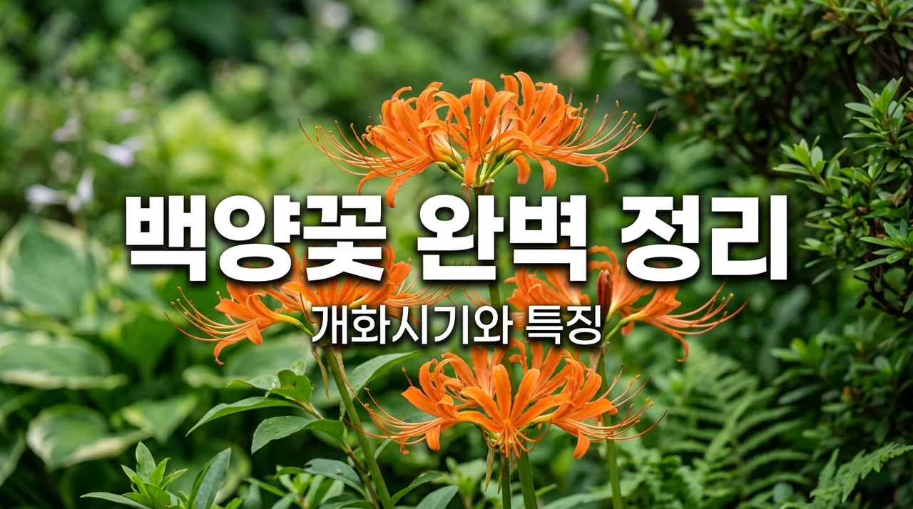 백양꽃 특징과 개화시기, 상사화와 차이점 완벽 정리