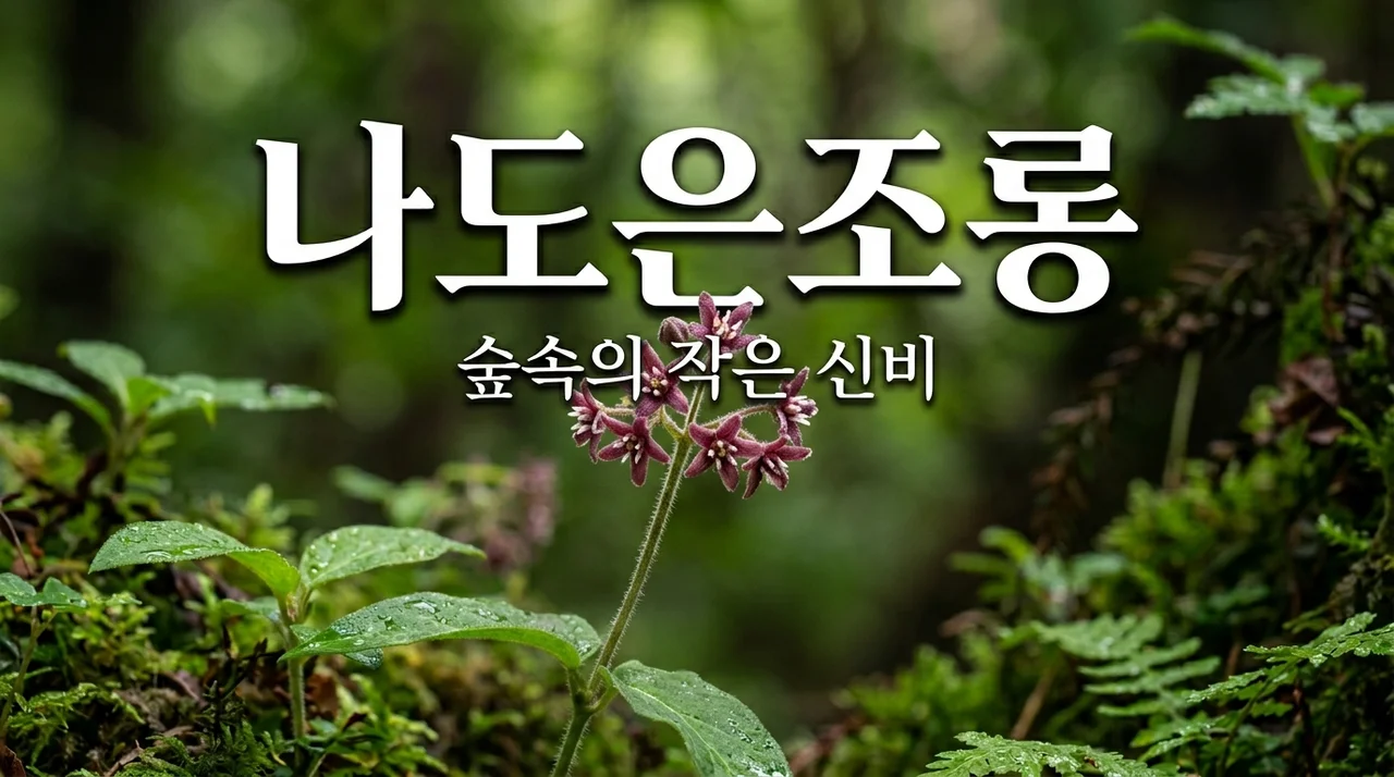 나도은조롱 식물 특징과 매력, 숲길에서 마주치는 작은 보물