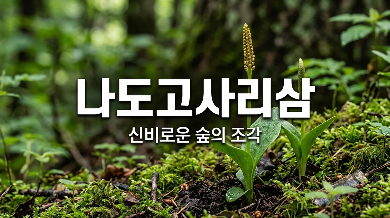 나도고사리삼 식물의 특징과 생태, 그리고 보전의 중요성