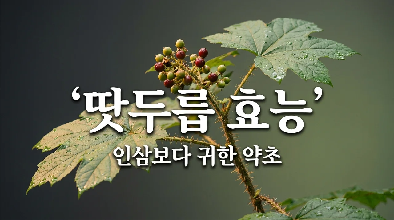 땃두릅나무 효능, 인삼보다 뛰어난 관절 건강의 비밀은?