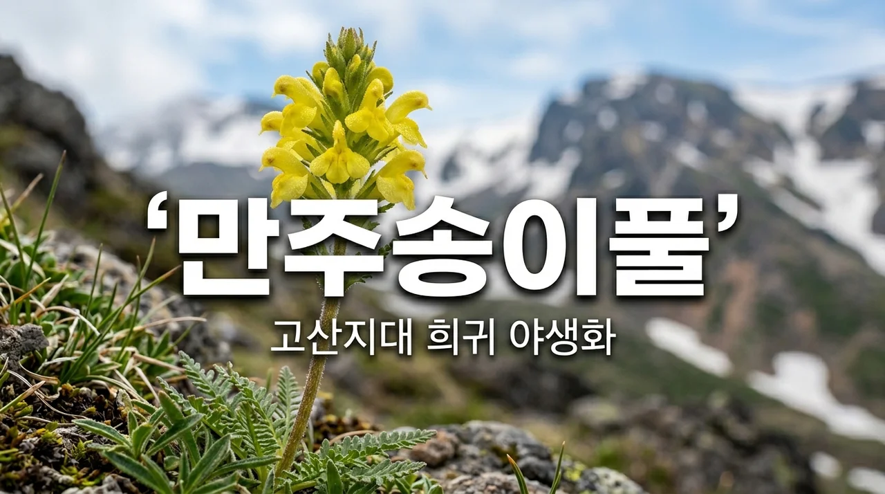 만주송이풀, 설악산 고산지대에서 만나는 희귀 야생화의 매력