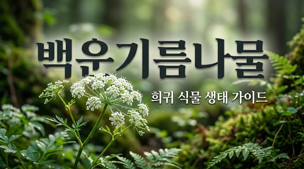 백운기름나물: 광양 백운산이 품은 희귀 식물의 매력과 특징