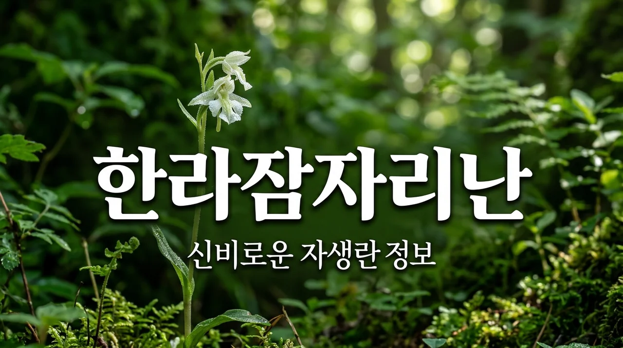 한라잠자리난 특징과 관찰 포인트: 한국 자생란의 신비