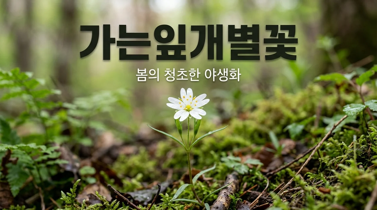 가는잎개별꽃 특징과 식별법: 야생화 탐사의 즐거움