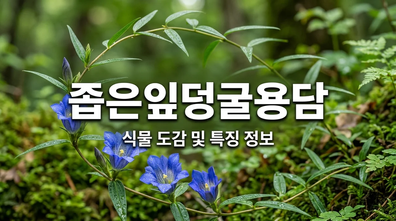 좁은잎덩굴용담 특징과 생태, 꼬인용담과의 차이점 완벽 정리