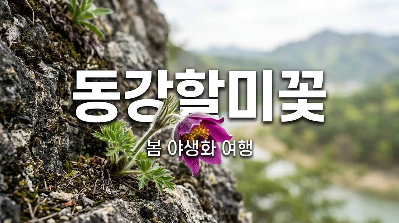 동강할미꽃 개화 시기 및 관람 명소, 봄 야생화 여행 가이드