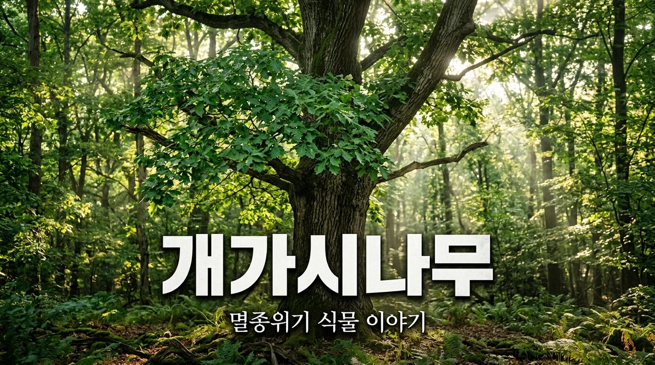 개가시나무란? 멸종위기 야생생물 Ⅱ급 푸른 수호자 이야기