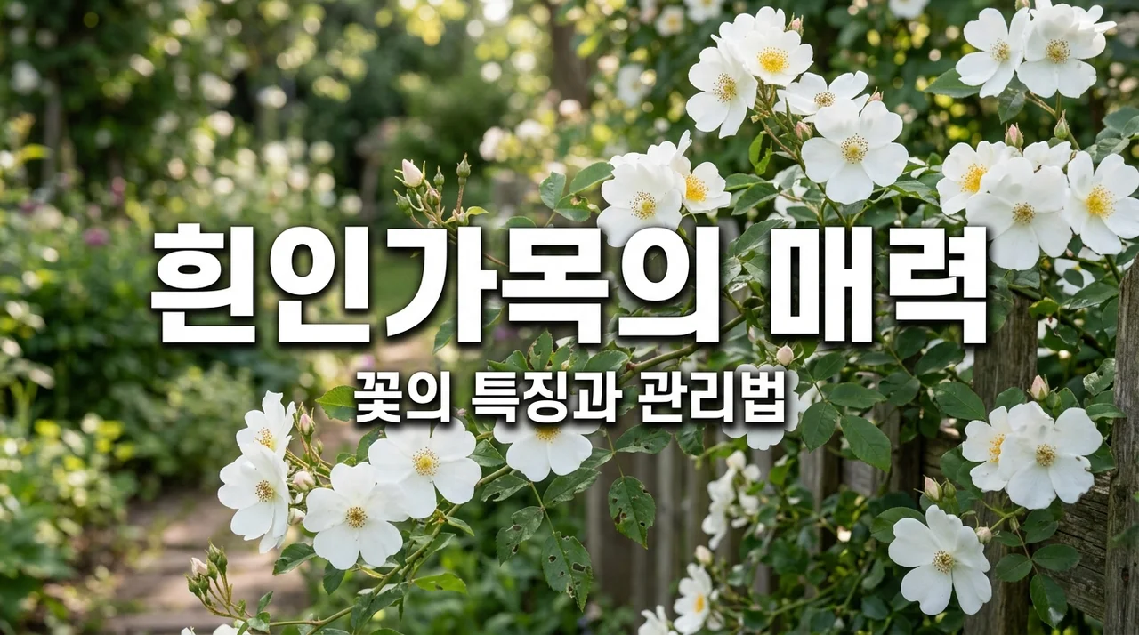 흰인가목의 매력과 특징, 정원 식물로 추천하는 이유