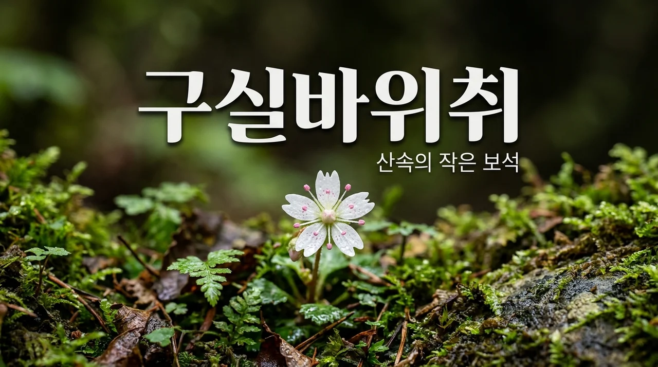 구실바위취 특징과 만나는 법: 산행 중 마주치는 작은 보석