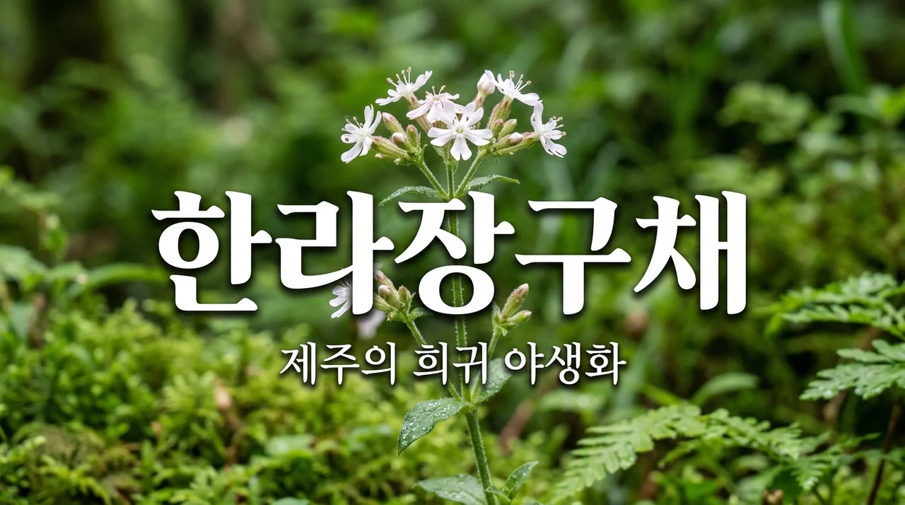 한라장구채, 제주 백록담이 품은 고귀한 멸종위기 야생화