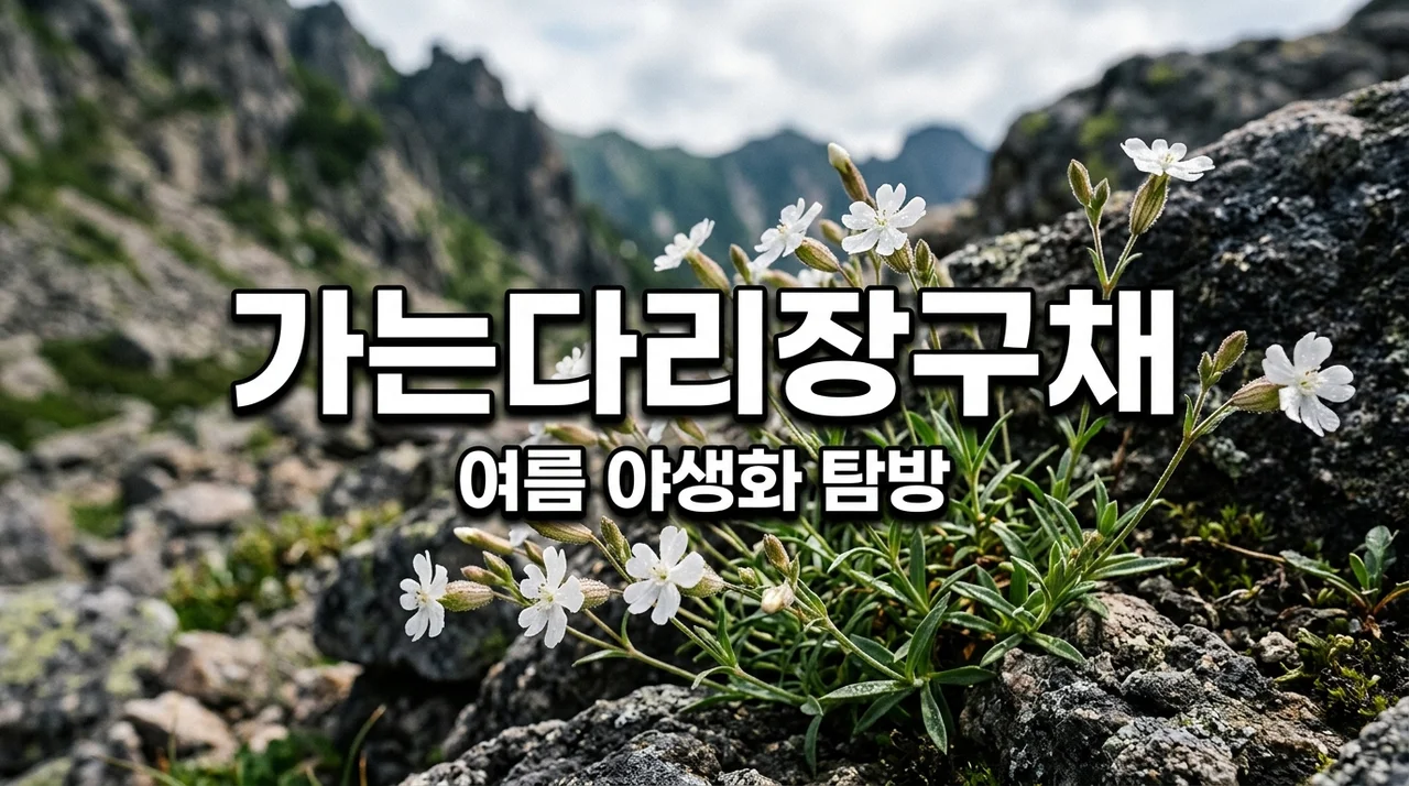 가는다리장구채, 고산지대에서 만나는 여름 야생화의 매력
