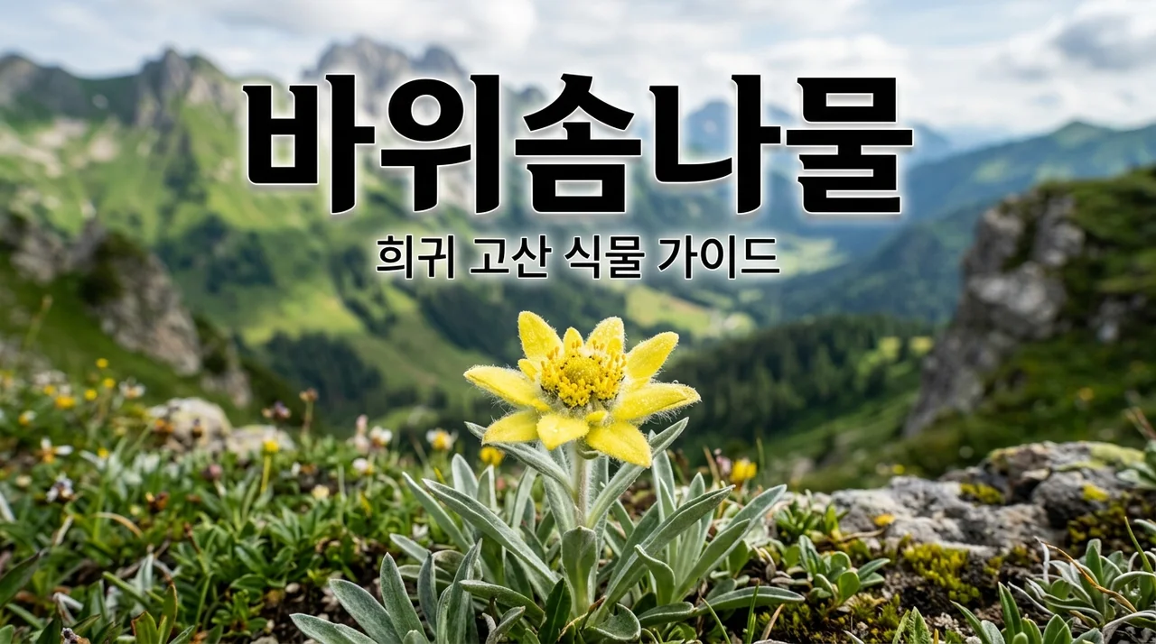 바위솜나물 특징과 자생지, 야생화 탐방 가이드