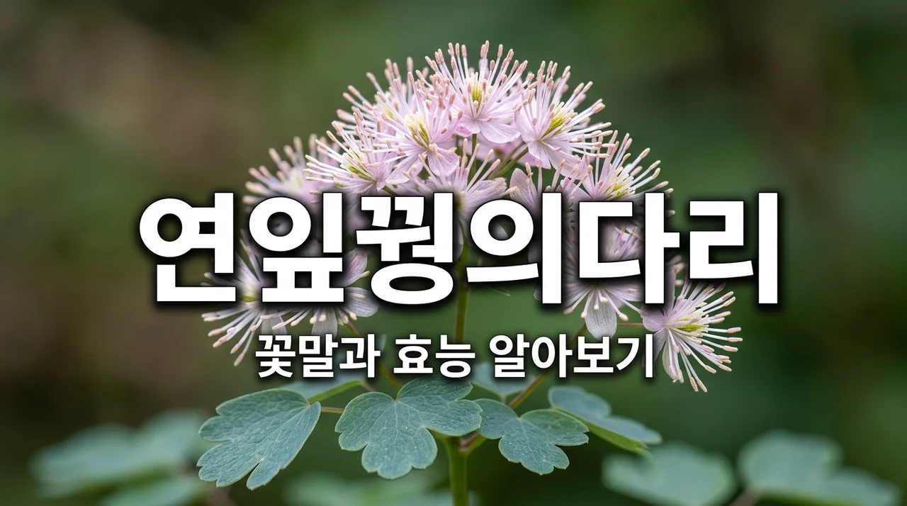 연잎꿩의다리 효능과 특징, 아름다운 자생식물 가이드