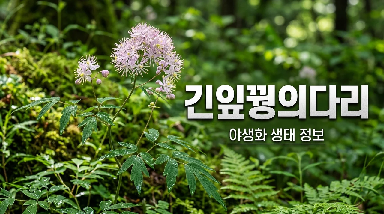 긴잎꿩의다리 특징과 식별법: 우리 꽃 야생화 완전 정복