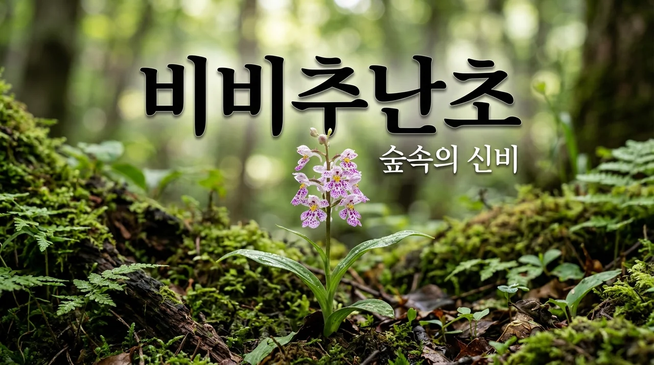 비비추난초 특징과 매력, 숲속에서 만나는 신비로운 야생화