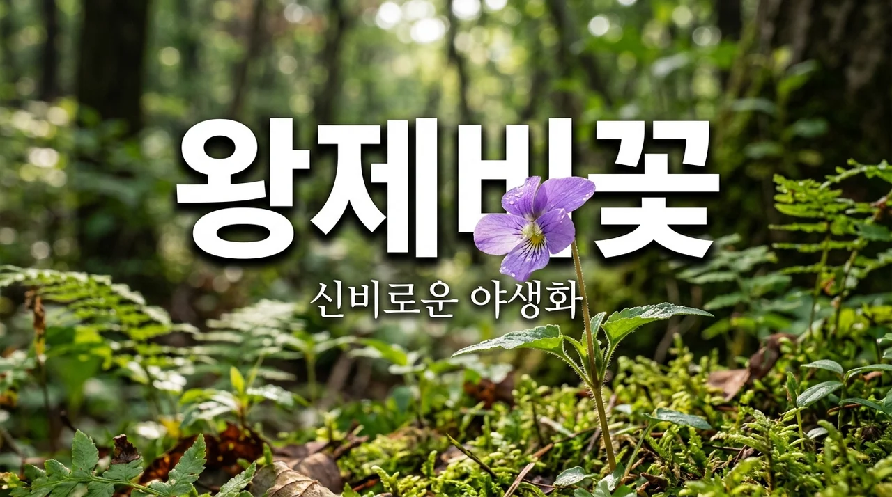 왕제비꽃 특징과 생태: 멸종위기 야생식물의 신비로운 세계