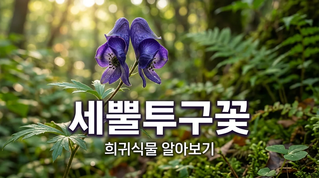 세뿔투구꽃 특징과 보호 가치, 멸종위기 야생생물을 알아보자