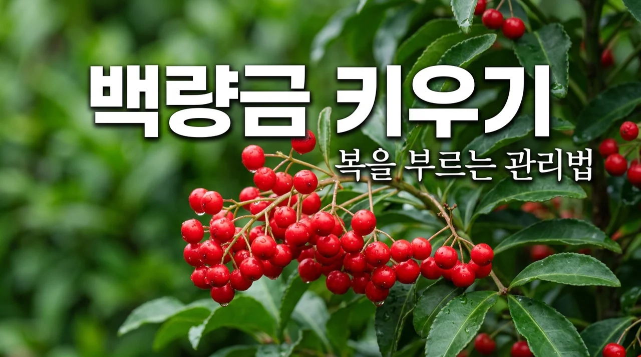 백량금 키우기: 복을 부르는 붉은 열매 관리법과 주의사항