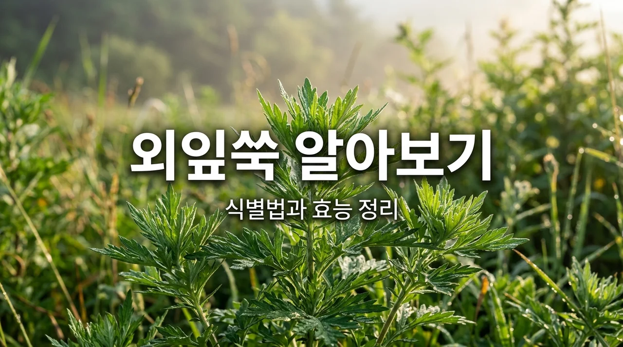 외잎쑥 효능과 특징, 산야초 전문가가 알려주는 식별법