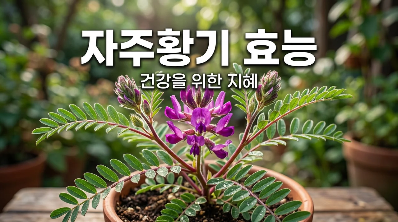 자주황기 효능과 활용법: 건강을 위한 자연의 선물