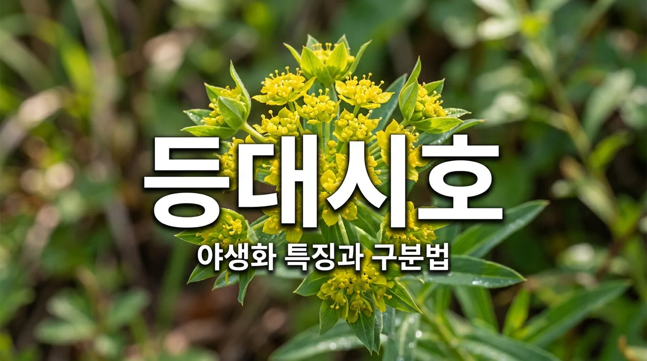 등대시호 특징과 구분법: 야생화 탐방의 즐거움