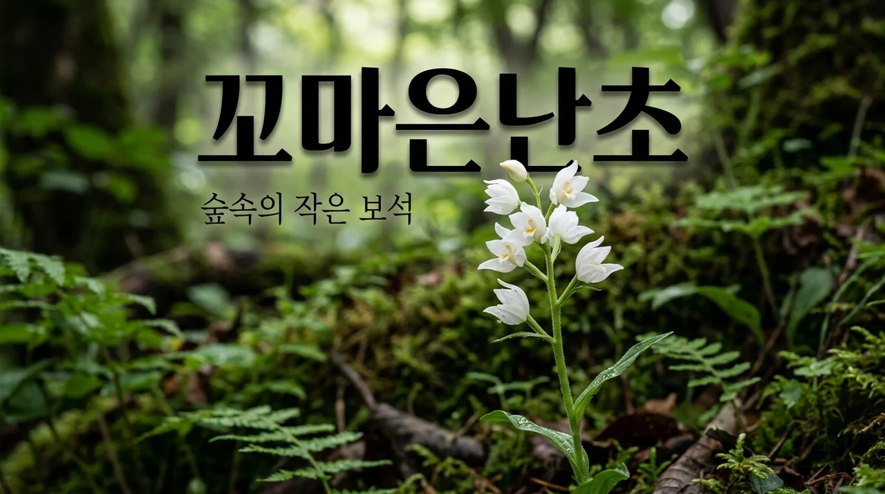 꼬마은난초 특징과 생태: 작지만 강렬한 숲속의 보석