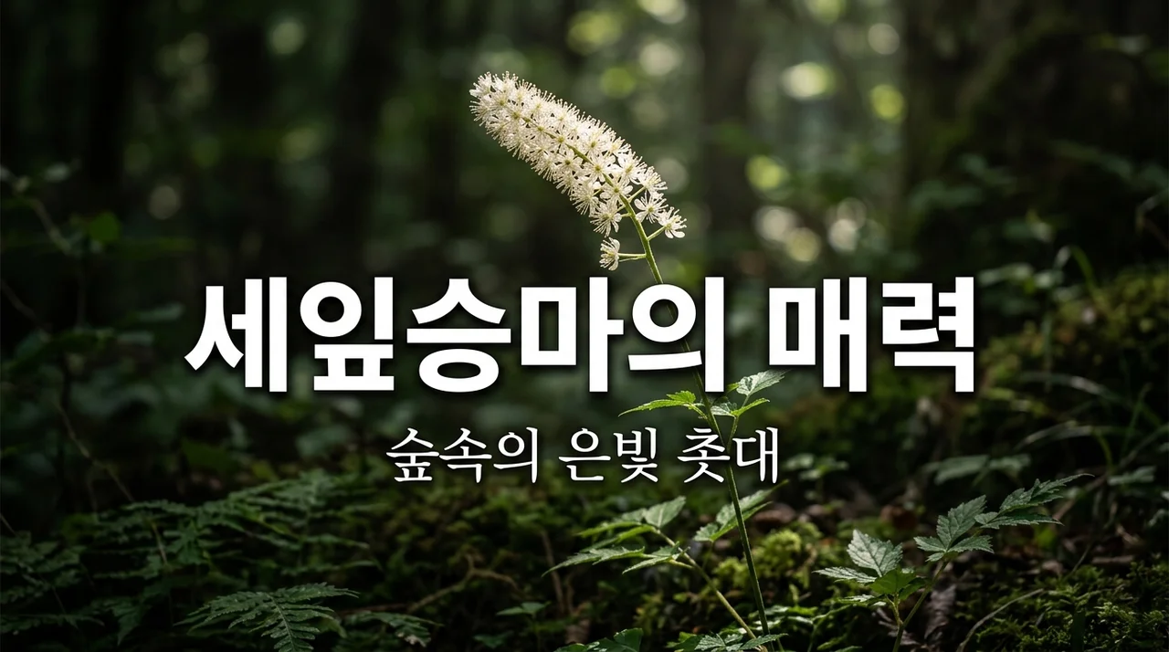 세잎승마의 특징과 매력: 숲속의 은빛 촛대를 만나다