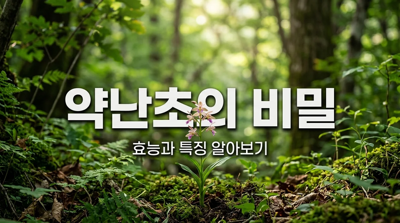 약난초 효능과 특징, 산야초에 숨겨진 신비로운 매력 탐구