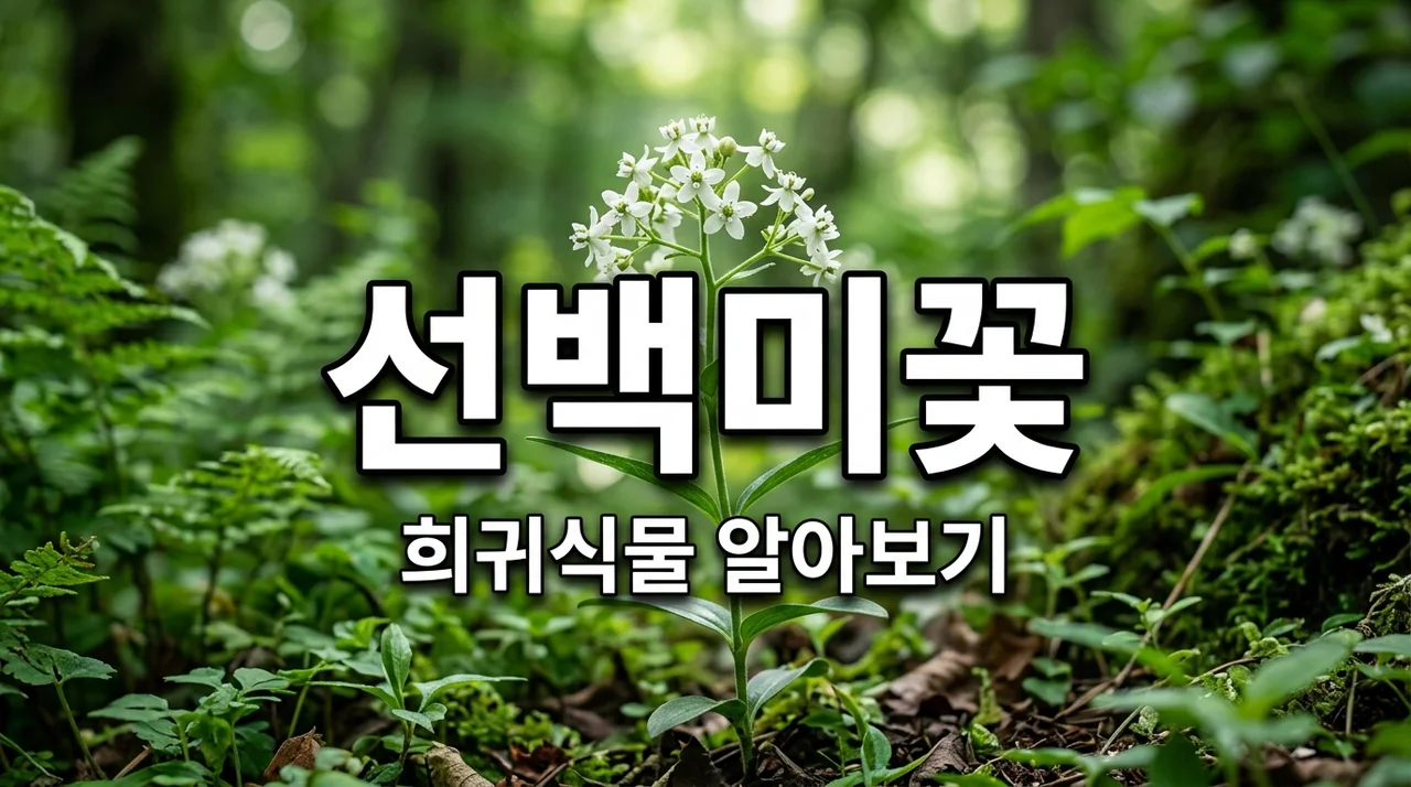 선백미꽃 특징과 매력, 희귀 특산식물 보전의 가치 알아보기