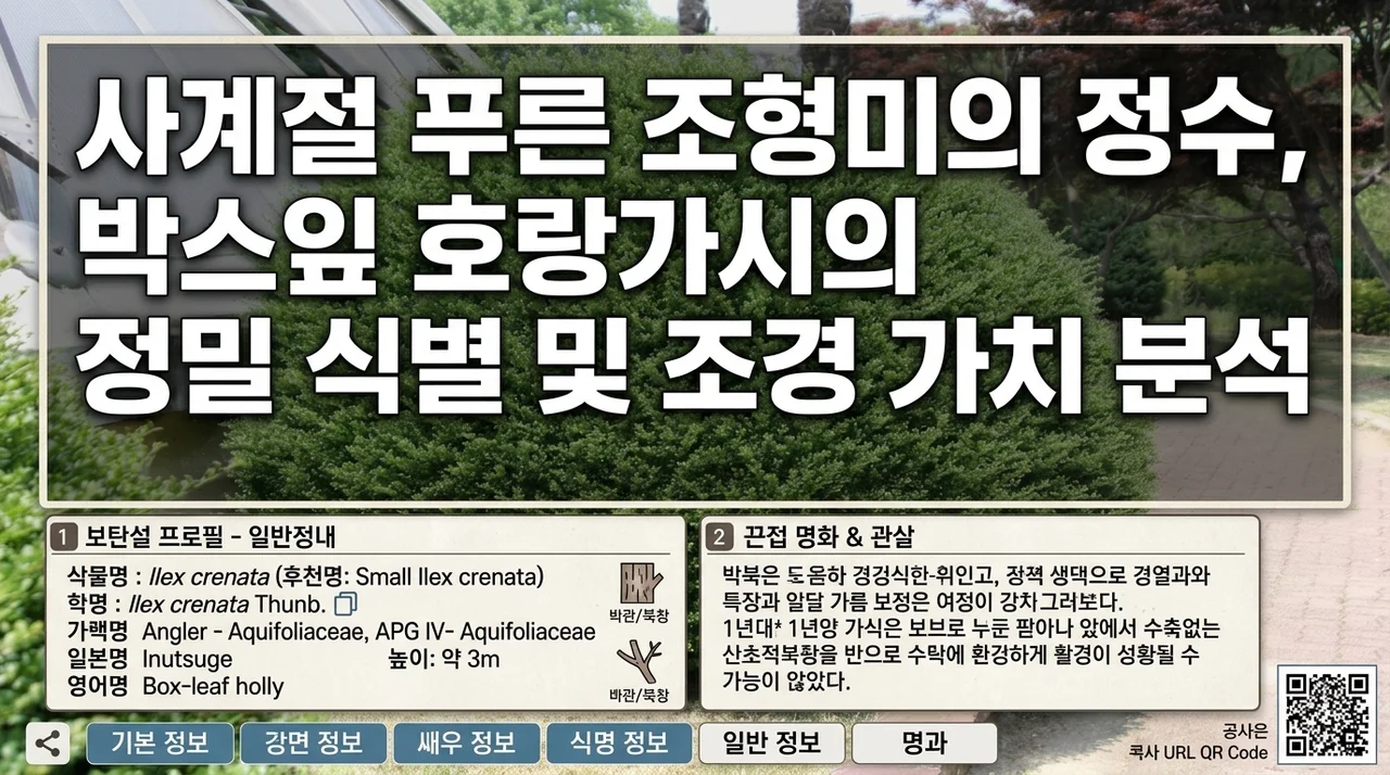 사계절 푸른 조형미의 정수, 꽝꽝나무 정밀 동정 및 조경학적 가치 분석