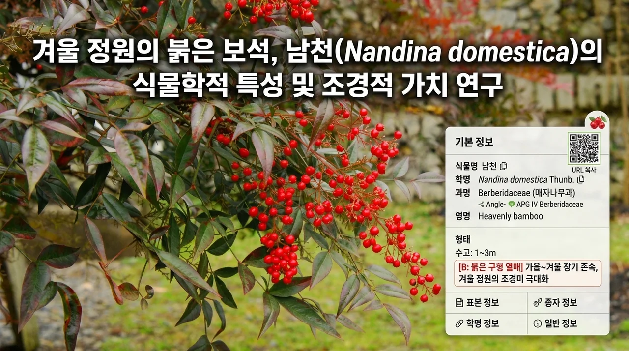 겨울 정원의 붉은 보석, 남천(Nandina domestica)의 식물학적 성상과 조경학적 가치에 관한 고찰