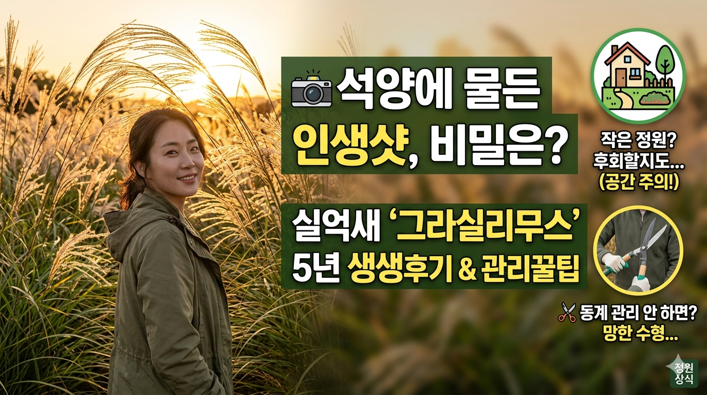 실억새 그라실리무스 (자태, 역광, 동계관리)